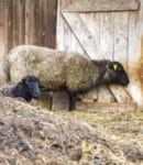 Fumier de mouton : bienfaits, utilisation et précautions au potager Fumier de mouton, un amendement utile pour le potager