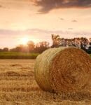 Le foin comme couverture du sol - Avantages et inconvénients Botte de foin pouvant être utilisée comme couverture du sol
