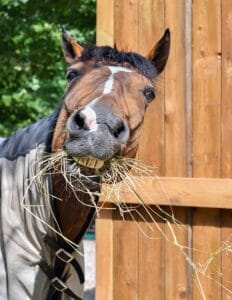 Cheval mangeant du foin