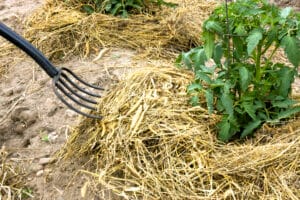 Foin comme paillage d'un plant de tomate