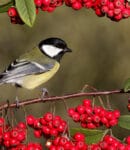10 arbustes pour attirer des oiseaux dans votre jardin en hiver Mésange dans arbuste attractif pour les oiseaux
