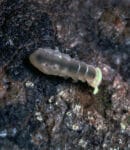 Les collemboles, auxiliaires du jardinier ou ravageurs ? Collemboles (Protophorura armata) sur le sol - Protophorura armata sur le sol