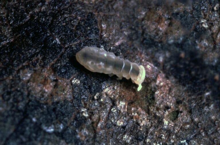Collemboles (Protophorura armata) sur le sol - Protophorura armata sur le sol