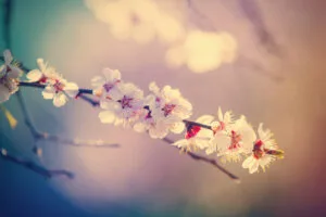 Le potasse favorise notamment la floraison