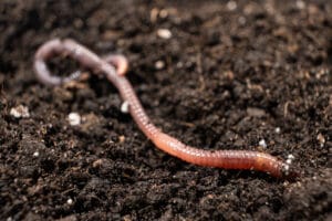 Comment reconnaitre une bonne terre de jardin