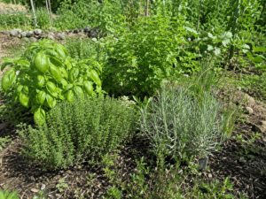 Jardin plantes aromatiques