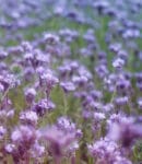 La Phacélie : une alliée idéale pour un jardin sain et productif Culture de phacélie
