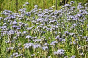 Culture de phacélie, engrais vert bio