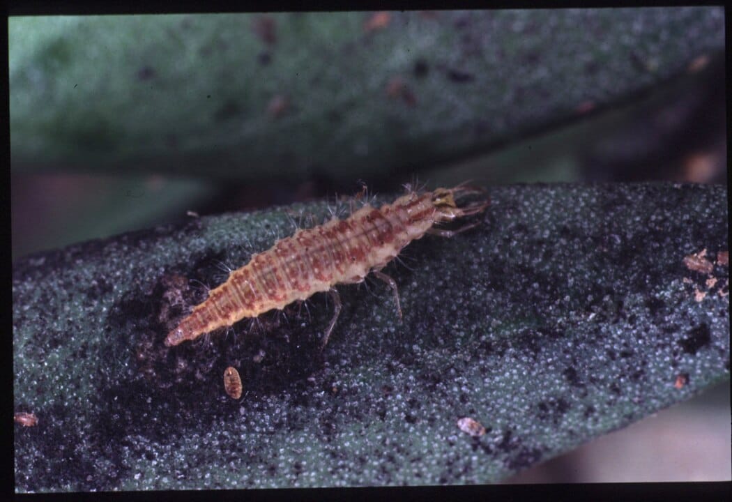 Larve de chrysope