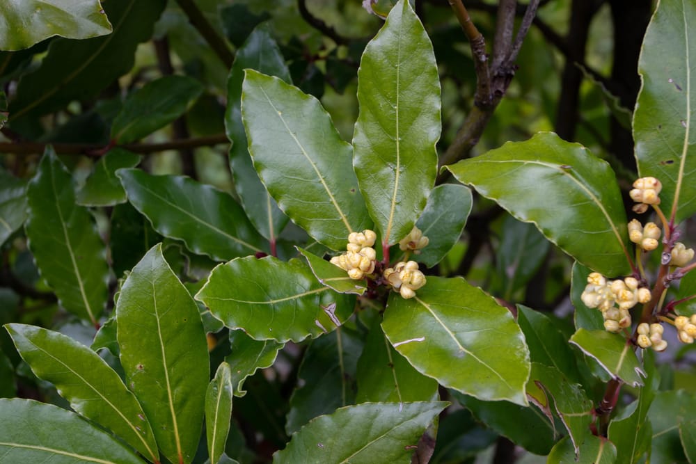 Laurier sauce - laurier vrai- laurier noble - Laurus nobilis