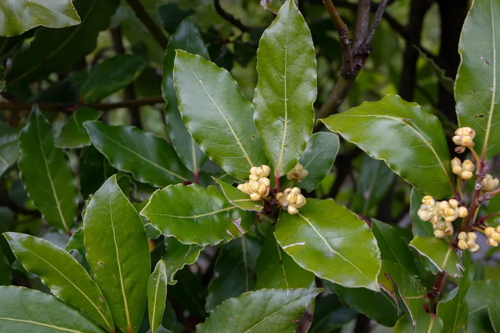 Laurier sauce - laurier vrai- laurier noble - Laurus nobilis