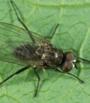 Mouche des semis - Les solutions naturelles au potager familial mouche-des-semis-adulte-iris-protection