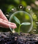 Le phosphore, un élément fondamental au jardin Le phosphore fait partie des éléments minéraux nécessaires au bon développement des plantes