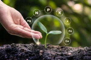 Le phosphore fait partie des éléments minéraux nécessaires au bon développement des plantes