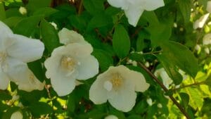 Fleurs de seringat