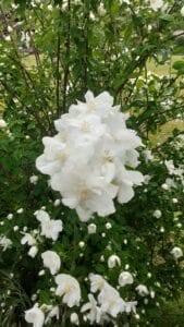 Floraison de seringat commun