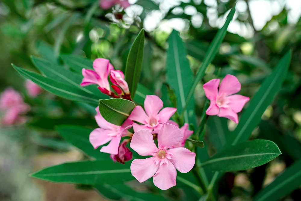 Feuilles et fleurs de laurier rose