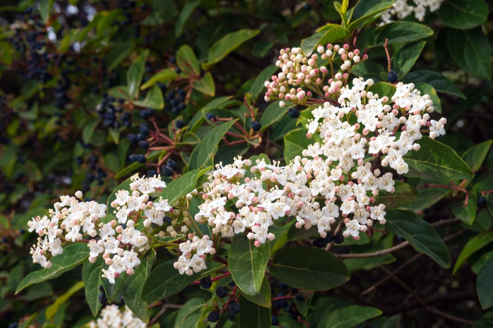 Feuilles et fleurs de laurier tin (Viburnum tinus), une espèce non comestible de laurier
