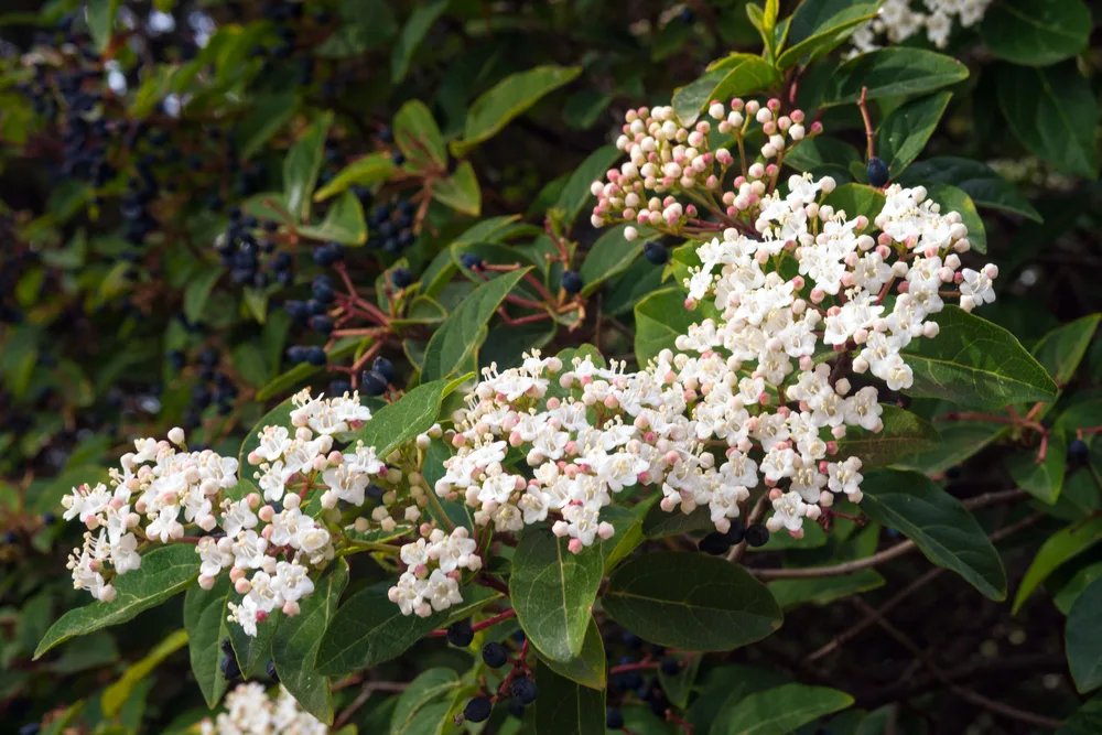Feuilles et fleurs de laurier tin (Viburnum tinus), une espèce non comestible de laurier