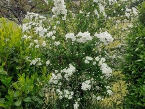 Seringat commun - Philadelphus coronarius