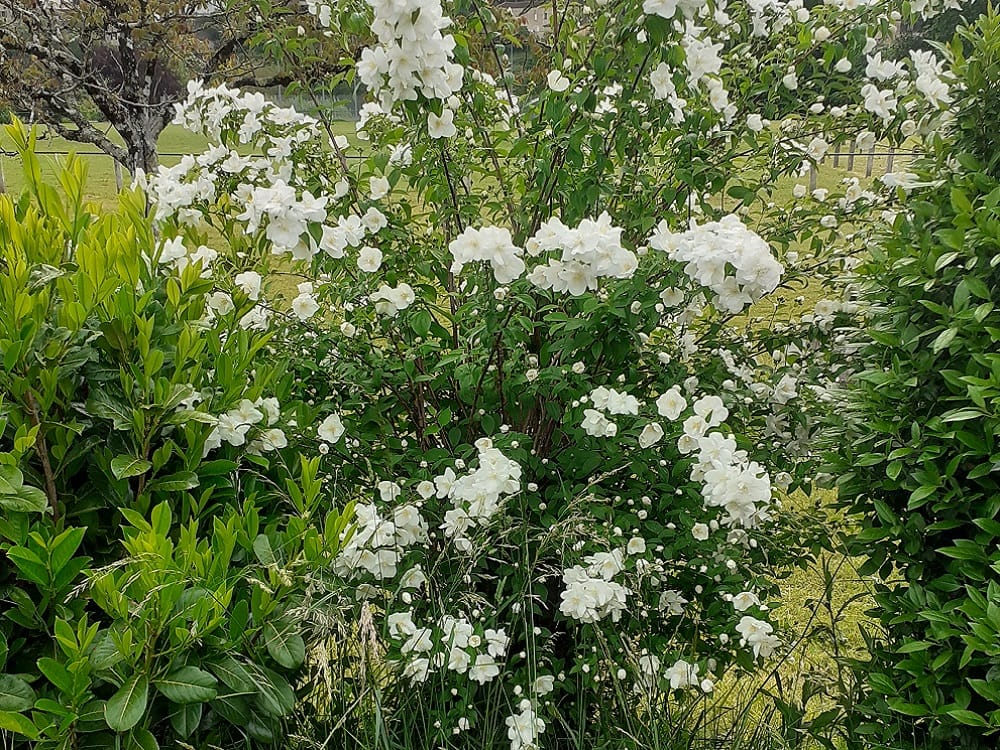 Seringat commun - Philadelphus coronarius