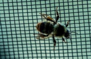 Abeille bloquée par un filet anti-insectes