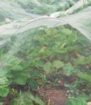 Filets anti-insectes au potager : avantages et inconvénients Filets anti-insectes