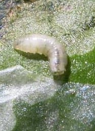 Larve de la mouche de la betterave