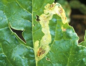 Dégâts de la mouche mineuse sur feuille de betterave