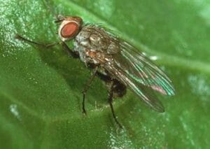 Mouche mineuse de la betterave - Pegomya betae