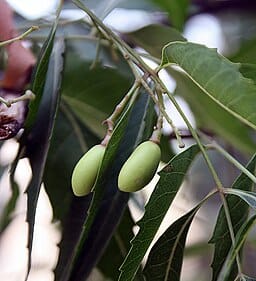 Fruits de l'argousier (neem)