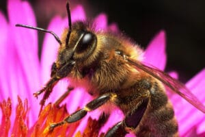 Abeille