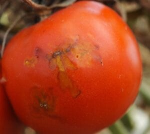 Dégâts de mineuse (tuta absoluta) sur tomate