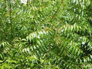 L'huile de neem est issue des graines d'argousier (Azadirachta indica)