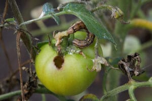 Galerie de noctuelle de la tomate (Helicoverpa armigera)
