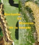 Galeries dans les tomates : distinguer la mineuse de la noctuelle. Galeries dans tomates : noctuelle vs mineuse