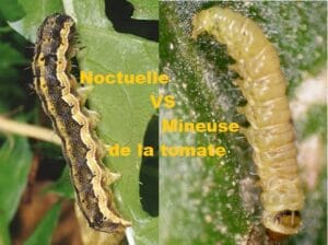 Galeries dans tomates : noctuelle vs mineuse