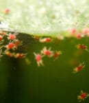 Araignée rouge (tétranyque tisserand) : identification, prévention et traitement naturel Araignées rouges - Tétranyque tisserand
