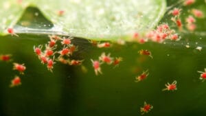 Araignées rouges - Tétranyque tisserand