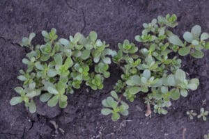 Le pourpier se développe dans les sols nus