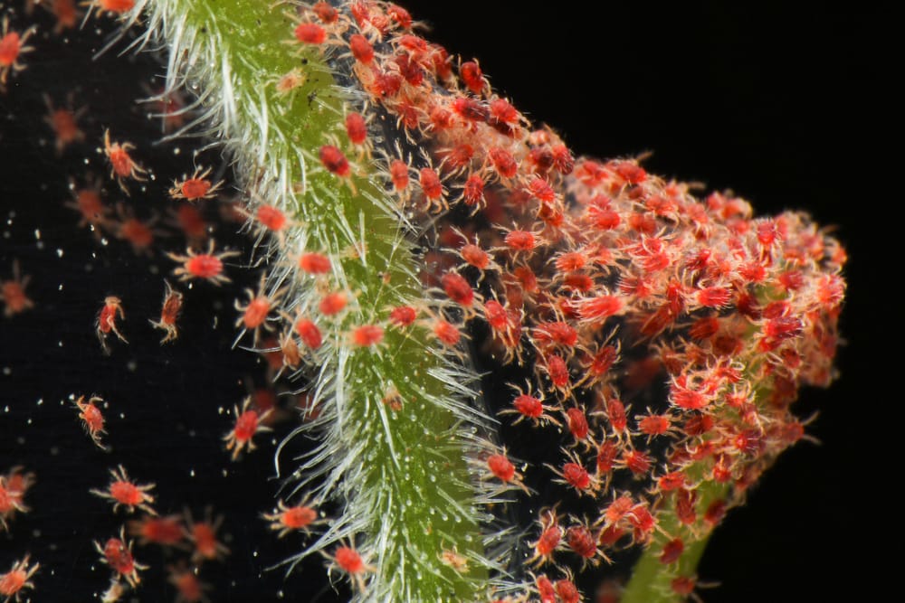 Infestation araignées rouges