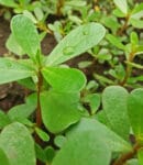Le pourpier sauvage, une "mauvaise herbe" comestible Pourpier sauvage Portulaca oleracea