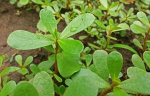 Pourpier sauvage Portulaca oleracea