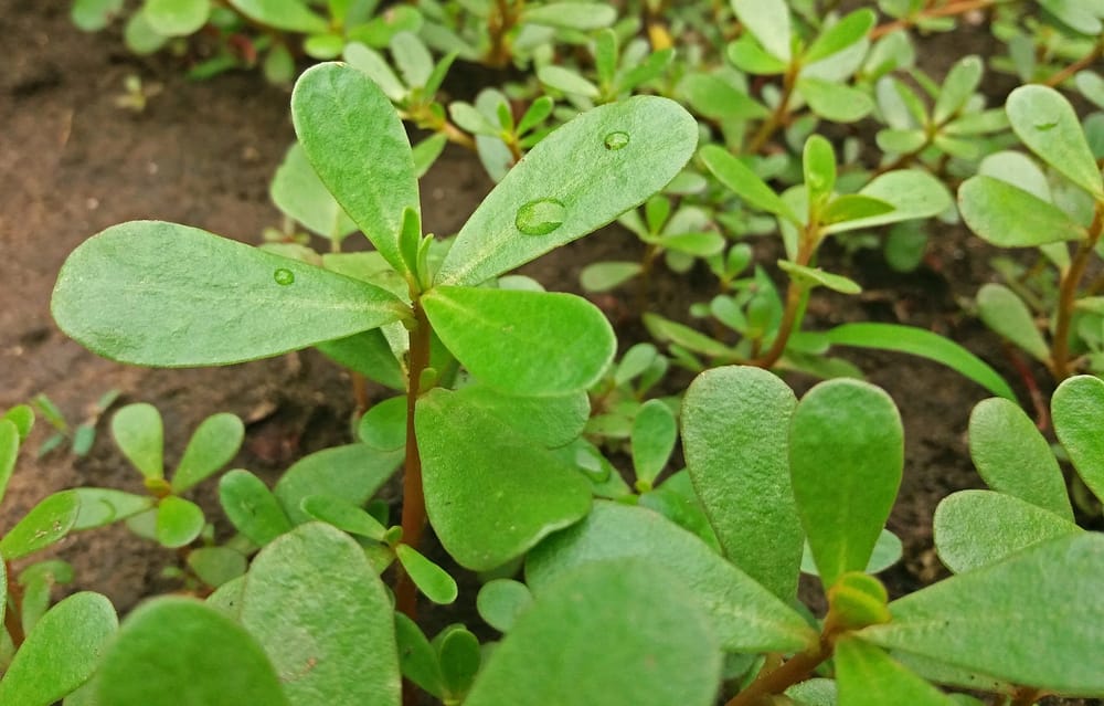 Pourpier sauvage Portulaca oleracea