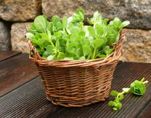 Récolte de pourpier sauvage, une plante comestible délicieuse