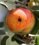 Pomme attaquée par le carpocapse (Cydia Pomonella)