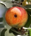 Comment protéger naturellement vos pommes et vos poires du carpocapses Pomme attaquée par le carpocapse (Cydia Pomonella)