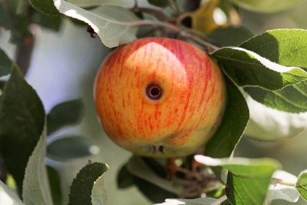 Pomme attaquée par le carpocapse (Cydia Pomonella)