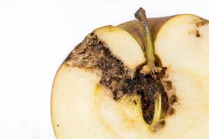 Dégâts de carpocapse dans le fruit