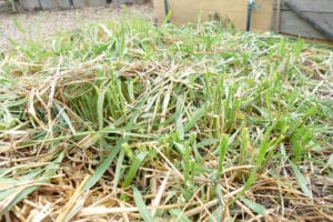 Engrais verts coupés et laissés en surface